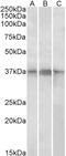 PHD Finger Protein 11 antibody, LS-C205049, Lifespan Biosciences, Western Blot image 