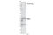 Colony Stimulating Factor 1 Receptor antibody, 3083S, Cell Signaling Technology, Western Blot image 