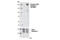 Platelet Derived Growth Factor Receptor Beta antibody, 3124P, Cell Signaling Technology, Western Blot image 