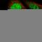 GRB2 Associated Regulator Of MAPK1 Subtype 1 antibody, HPA040709, Atlas Antibodies, Immunofluorescence image 