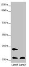 Methionine Sulfoxide Reductase B3 antibody, LS-C676080, Lifespan Biosciences, Western Blot image 