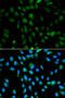 Proteasome Subunit Alpha 3 antibody, 14-431, ProSci, Immunofluorescence image 