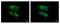 VPS11 Core Subunit Of CORVET And HOPS Complexes antibody, NBP1-31054, Novus Biologicals, Immunofluorescence image 