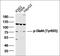 Signal Transducer And Activator Of Transcription 4 antibody, orb7025, Biorbyt, Western Blot image 