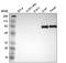 Complement Component 4 Binding Protein Alpha antibody, NBP1-88263, Novus Biologicals, Western Blot image 