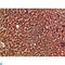 Paraoxonase 1 antibody, LS-C813927, Lifespan Biosciences, Immunohistochemistry paraffin image 