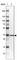 PCNA antibody, HPA030523, Atlas Antibodies, Western Blot image 