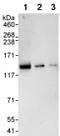 SWI/SNF Related, Matrix Associated, Actin Dependent Regulator Of Chromatin, Subfamily A, Member 5 antibody, ab72499, Abcam, Western Blot image 