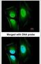 EF-Hand Calcium Binding Domain 14 antibody, PA5-21424, Invitrogen Antibodies, Immunofluorescence image 