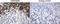 Bone Morphogenetic Protein 4 antibody, LS-C796714, Lifespan Biosciences, Immunohistochemistry paraffin image 