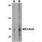 Endonuclease G antibody, MBS150013, MyBioSource, Western Blot image 