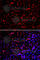 Ecto-NOX Disulfide-Thiol Exchanger 2 antibody, A7063, ABclonal Technology, Immunofluorescence image 