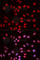 ETS Transcription Factor ELK1 antibody, AP0033, ABclonal Technology, Immunofluorescence image 