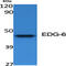 Sphingosine-1-Phosphate Receptor 4 antibody, A09413, Boster Biological Technology, Western Blot image 