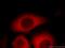 TPD52 Like 2 antibody, 11795-1-AP, Proteintech Group, Immunofluorescence image 
