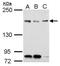 Tonsoku-like protein antibody, GTX119058, GeneTex, Western Blot image 