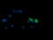 Mitogen-Activated Protein Kinase Kinase 3 antibody, LS-C174452, Lifespan Biosciences, Immunofluorescence image 