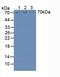 Heparanase antibody, LS-C297230, Lifespan Biosciences, Western Blot image 