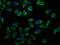 Dpy-19 Like C-Mannosyltransferase 1 antibody, LS-C672516, Lifespan Biosciences, Immunofluorescence image 