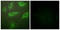 Interleukin 4 Receptor antibody, LS-C199115, Lifespan Biosciences, Immunofluorescence image 