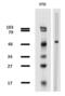 Tubulin antibody, LS-C46106, Lifespan Biosciences, Western Blot image 