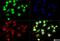 Capicua Transcriptional Repressor antibody, NB110-59905, Novus Biologicals, Immunocytochemistry image 