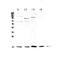 Interleukin 1 Family Member 10 antibody, PA5-79487, Invitrogen Antibodies, Western Blot image 