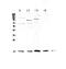 Interleukin 1 Family Member 10 antibody, PA5-79487, Invitrogen Antibodies, Western Blot image 