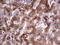 Aspartoacylase antibody, TA805325S, Origene, Immunohistochemistry paraffin image 