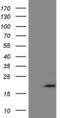 Zinc Finger Protein 69 antibody, MA5-26960, Invitrogen Antibodies, Western Blot image 