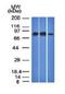 Immunoglobulin Heavy Constant Mu antibody, orb388282, Biorbyt, Western Blot image 