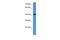 Protein Zfp759 antibody, PA5-69048, Invitrogen Antibodies, Western Blot image 