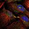 Eferin antibody, NBP1-84000, Novus Biologicals, Immunofluorescence image 