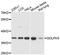 GPP34 antibody, A13121, ABclonal Technology, Western Blot image 