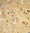 Dynamin 3 antibody, GTX80993, GeneTex, Immunohistochemistry paraffin image 