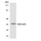 Olfactory Receptor Family 5 Subfamily AR Member 1 (Gene/Pseudogene) antibody, LS-C200394, Lifespan Biosciences, Western Blot image 