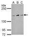 Nicastrin antibody, NBP2-19538, Novus Biologicals, Western Blot image 