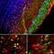 Secretagogin, EF-Hand Calcium Binding Protein antibody, M10629-2, Boster Biological Technology, Immunohistochemistry paraffin image 