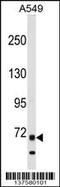 ITK antibody, 59-248, ProSci, Western Blot image 