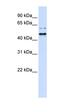 TUB Bipartite Transcription Factor antibody, orb326240, Biorbyt, Western Blot image 