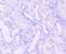 Sirtuin 1 antibody, NBP2-67852, Novus Biologicals, Immunohistochemistry paraffin image 