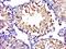 Maternal Embryonic Leucine Zipper Kinase antibody, orb157864, Biorbyt, Immunohistochemistry paraffin image 