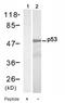 p53 antibody, AP08046PU-S, Origene, Western Blot image 