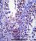 Stromal Cell Derived Factor 2 Like 1 antibody, abx027414, Abbexa, Western Blot image 
