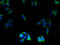 Olfactory Receptor Family 2 Subfamily L Member 13 antibody, A66350-100, Epigentek, Immunofluorescence image 