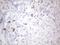 c-Kit antibody, NBP2-45508, Novus Biologicals, Immunohistochemistry frozen image 