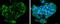 G Protein-Coupled Receptor 15 antibody, PA5-77992, Invitrogen Antibodies, Immunofluorescence image 