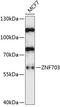 Zinc Finger Protein 703 antibody, 15-485, ProSci, Western Blot image 