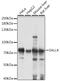 Spalt Like Transcription Factor 4 antibody, 16-485, ProSci, Western Blot image 