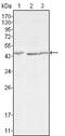 Dickkopf WNT Signaling Pathway Inhibitor 3 antibody, GTX83357, GeneTex, Western Blot image 